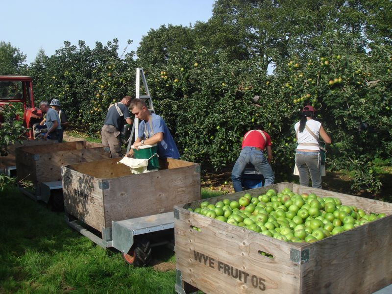 Harvesting Bramley Apples Stocks Farm