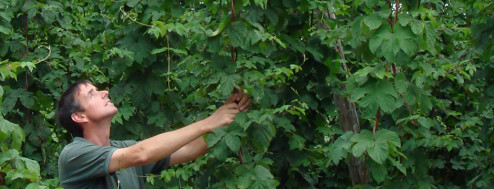 Richard checking the hop growth.