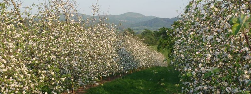 Through the cider blossom