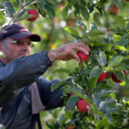 Farmers Harvest The Autumn Apple Crop