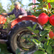 Farmers Harvest The Autumn Apple Crop