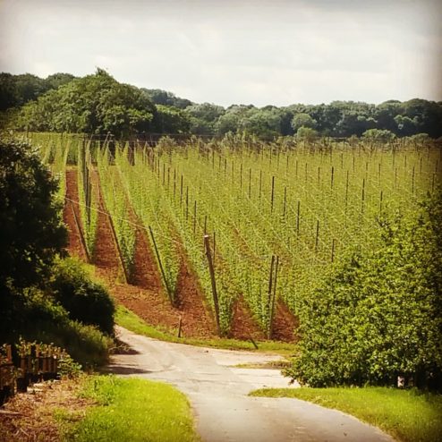 Growing our Hops - Stocks Farm