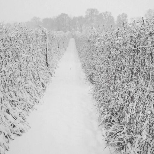 Hops - Stocks Farm
