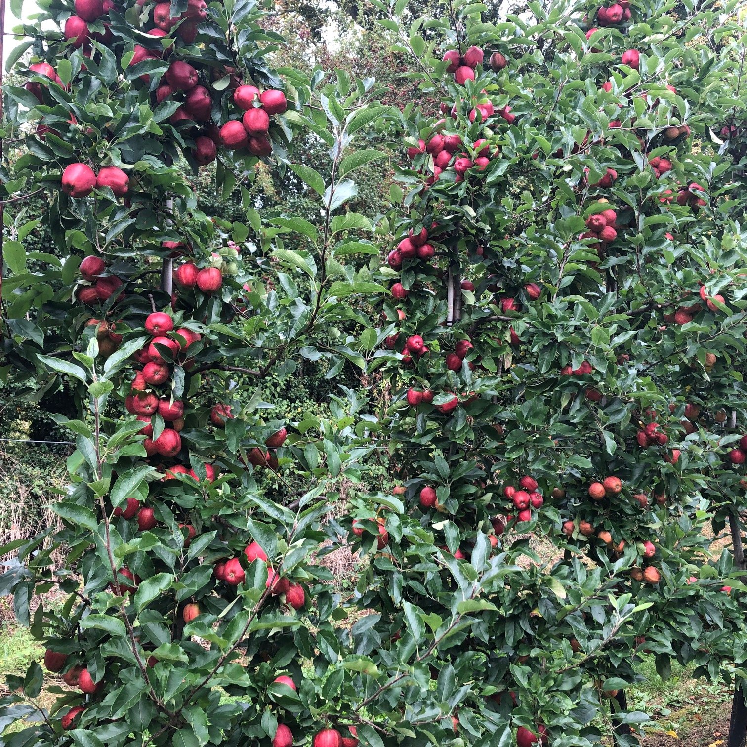 Gala Apple Harvest 2019 Stocks Farm