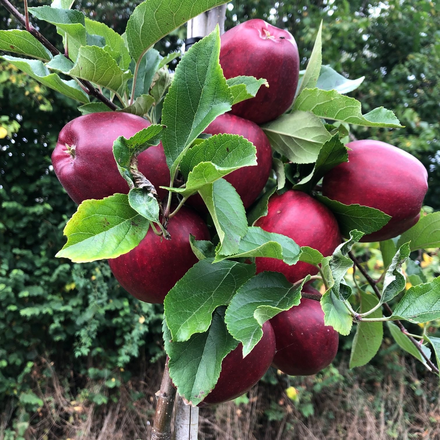 Gala Apple Harvest 2019 Stocks Farm