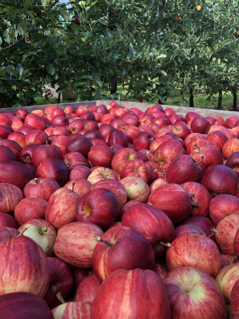 Gala Apple Harvest 2019 Stocks Farm